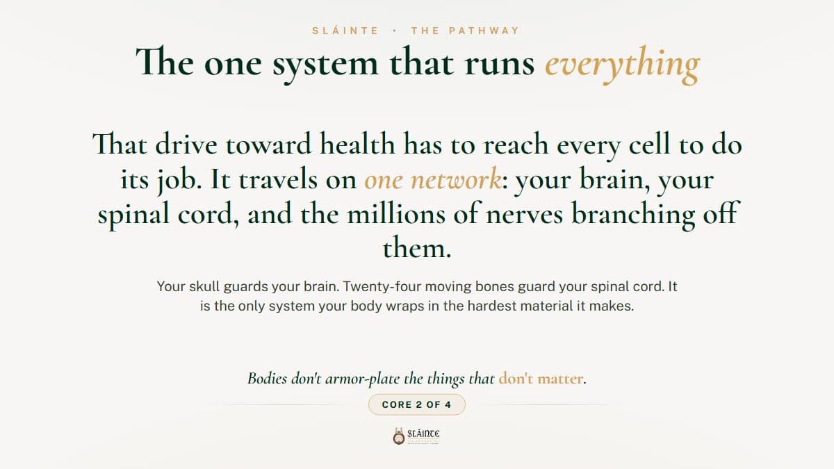 The One System That Runs Everything in Your Body