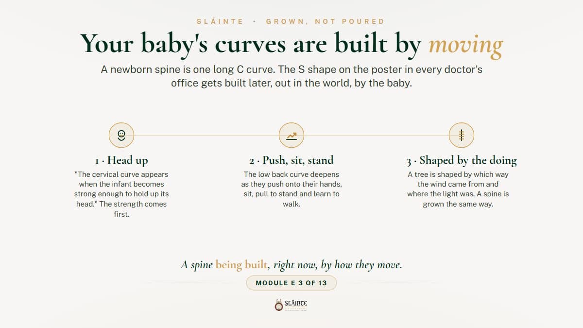 How Does a Baby's Spine Develop Its Curves?