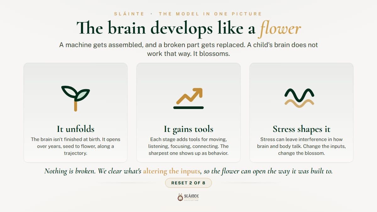 Does a Child's Brain Develop Like a Machine?